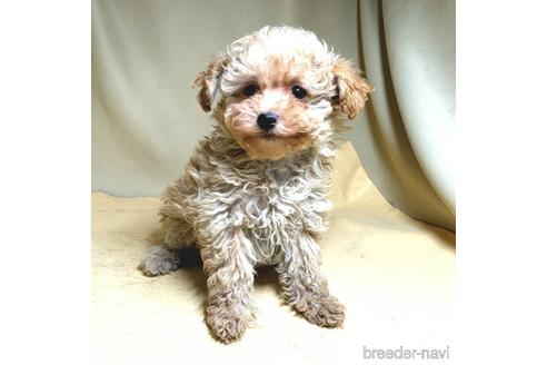 成約済の茨城県のミックス犬-163527の18枚目