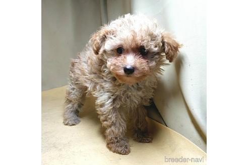 成約済の茨城県のミックス犬-163527の16枚目