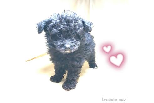 成約済の茨城県のミックス犬-163525の19枚目