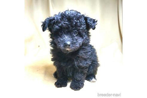 成約済の茨城県のミックス犬-163525の18枚目