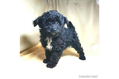 成約済の茨城県のミックス犬-163524の19枚目