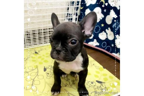 成約済の茨城県のフレンチブルドッグ-161176の6枚目