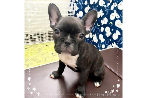 成約済の茨城県のフレンチブルドッグ-161176の5枚目