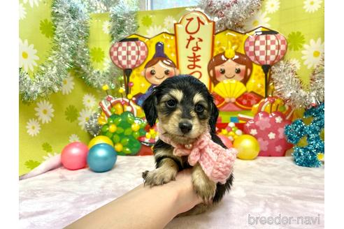 成約済の大分県のミニチュアダックスフンド(ロングヘアード)-169117の3枚目