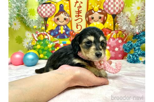 成約済の大分県のミニチュアダックスフンド(ロングヘアード)-169117の4枚目