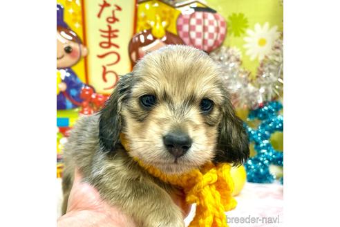 成約済の大分県のミニチュアダックスフンド(ロングヘアード)-169119