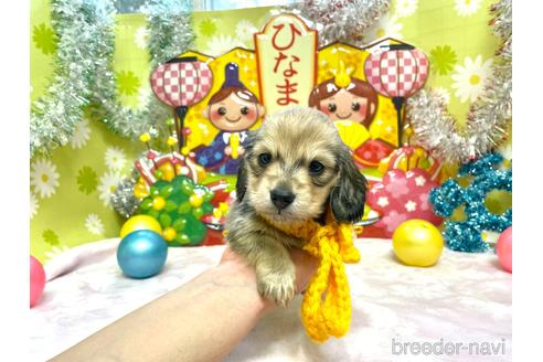 成約済の大分県のミニチュアダックスフンド(ロングヘアード)-169119の3枚目