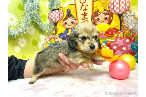 成約済の大分県のミニチュアダックスフンド(ロングヘアード)-169119の4枚目