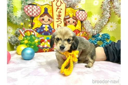 成約済の大分県のミニチュアダックスフンド(ロングヘアード)-169119の5枚目