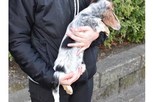 成約済の愛知県のミニチュアダックスフンド(ロングヘアード)-158847の3枚目