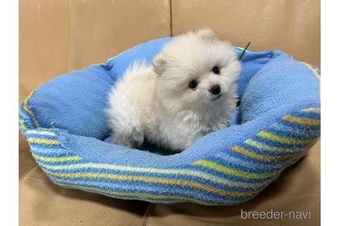 成約済の栃木県のポメラニアン-169122の1枚目