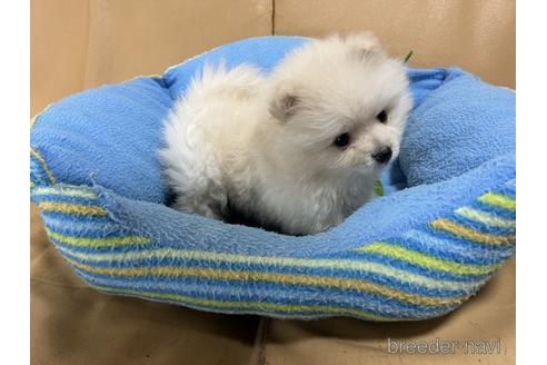 成約済の栃木県のポメラニアン-169122の3枚目