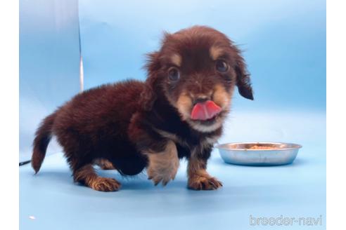 成約済の東京都のミニチュアダックスフンド(ロングヘアード)-169223の18枚目