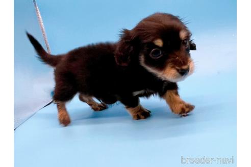 成約済の東京都のミニチュアダックスフンド(ロングヘアード)-169223の15枚目