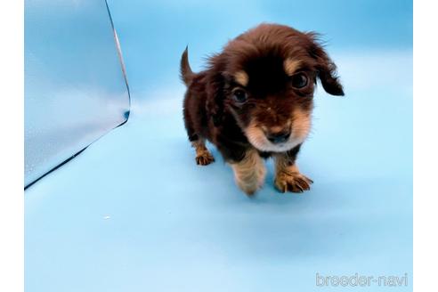 成約済の東京都のミニチュアダックスフンド(ロングヘアード)-169223の13枚目