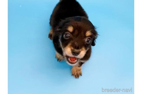 成約済の東京都のミニチュアダックスフンド(ロングヘアード)-169223の12枚目