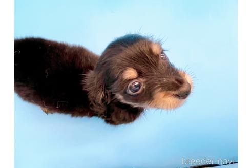 成約済の東京都のミニチュアダックスフンド(ロングヘアード)-169223の8枚目