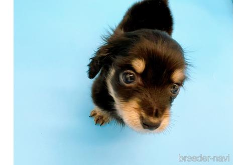 成約済の東京都のミニチュアダックスフンド(ロングヘアード)-169223の9枚目