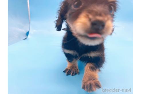 成約済の東京都のミニチュアダックスフンド(ロングヘアード)-169223の7枚目