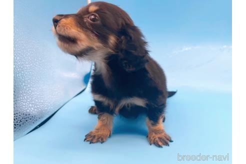 成約済の東京都のミニチュアダックスフンド(ロングヘアード)-169223の6枚目