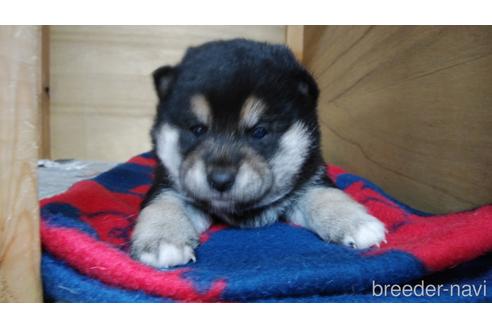 成約済の岡山県の柴犬-169144の1枚目
