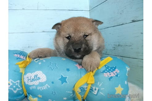 成約済の埼玉県の柴犬-169169の1枚目