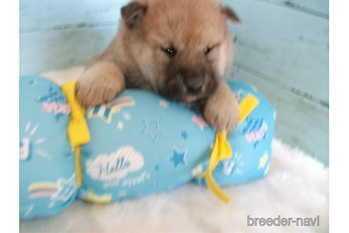 成約済の埼玉県の柴犬-169169の7枚目