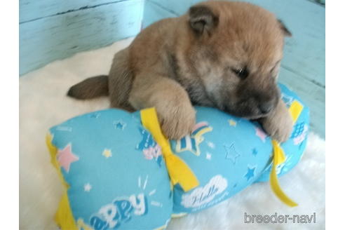 成約済の埼玉県の柴犬-169169の6枚目