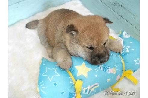 成約済の埼玉県の柴犬-169169の3枚目