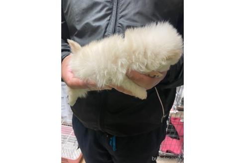 成約済の静岡県のポメラニアン-169167の6枚目