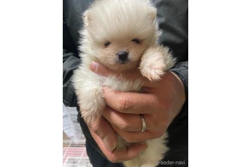 成約済の静岡県のポメラニアン-169167の7枚目