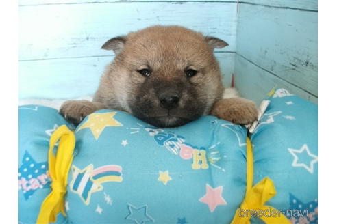 成約済の埼玉県の柴犬-169169の2枚目