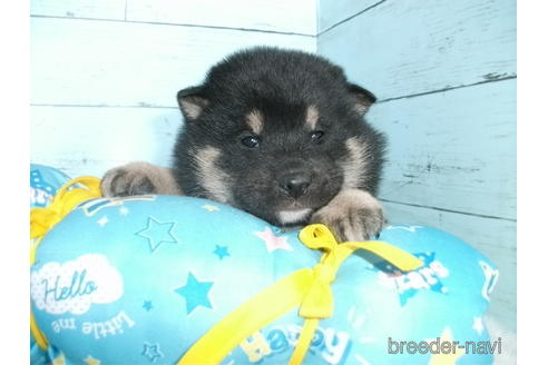成約済の埼玉県の柴犬-169172の1枚目