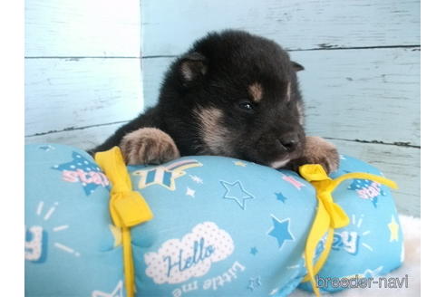 成約済の埼玉県の柴犬-169172の6枚目