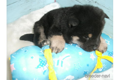成約済の埼玉県の柴犬-169172の5枚目