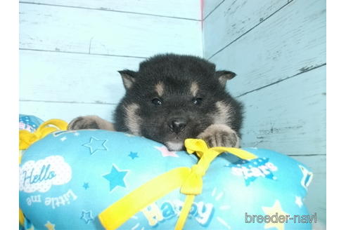 成約済の埼玉県の柴犬-169172の3枚目