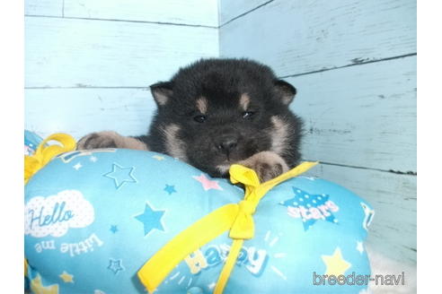 成約済の埼玉県の柴犬-169172の2枚目