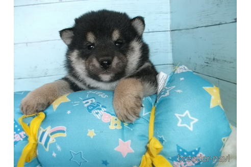 成約済の埼玉県の柴犬-169175の8枚目