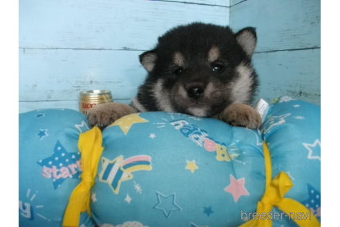 成約済の埼玉県の柴犬-169175の7枚目