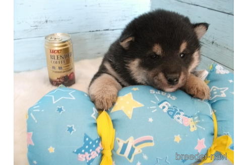 成約済の埼玉県の柴犬-169175の6枚目