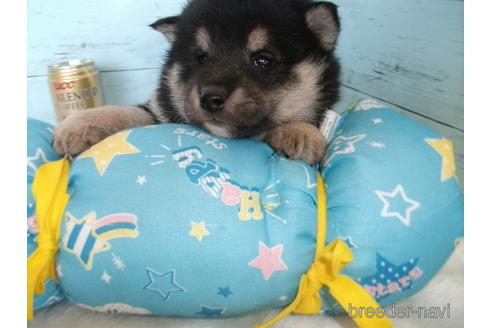 成約済の埼玉県の柴犬-169175の5枚目