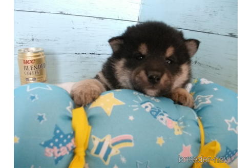 成約済の埼玉県の柴犬-169175の4枚目
