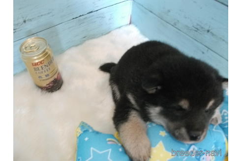 成約済の埼玉県の柴犬-169175の2枚目