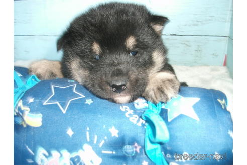 成約済の埼玉県の柴犬-169176の8枚目