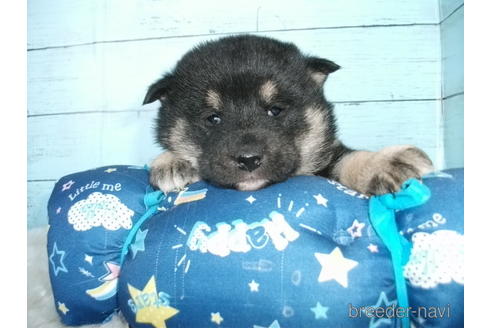 成約済の埼玉県の柴犬-169176の4枚目