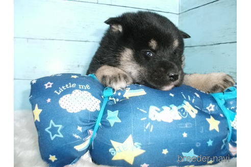 成約済の埼玉県の柴犬-169176の3枚目