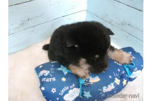 成約済の埼玉県の柴犬-169176の2枚目