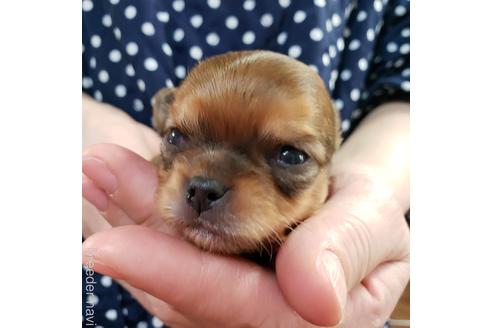 成約済の岡山県のチワワ(ロングコート)-168677の3枚目