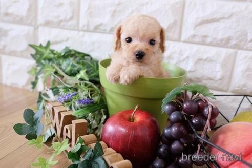 成約済の滋賀県のトイプードル-169214の1枚目