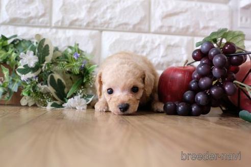 成約済の滋賀県のトイプードル-169214の5枚目